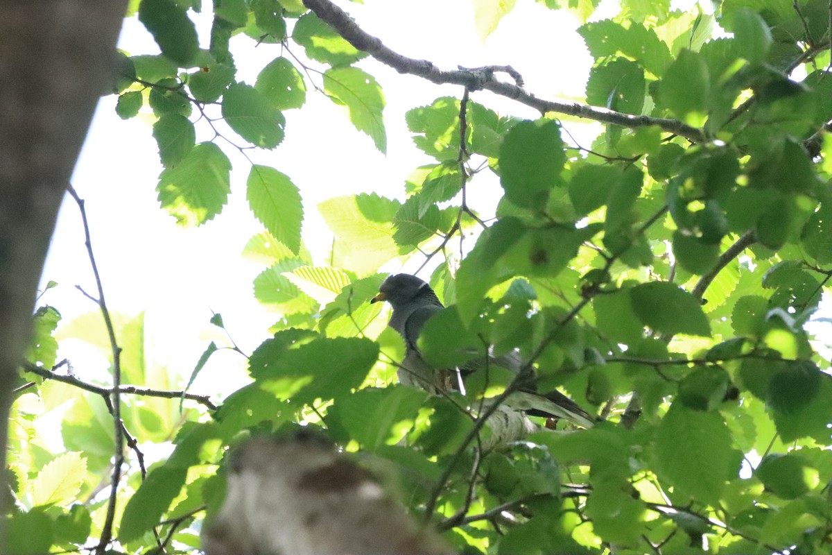 Band-tailed Pigeon - ML589598791