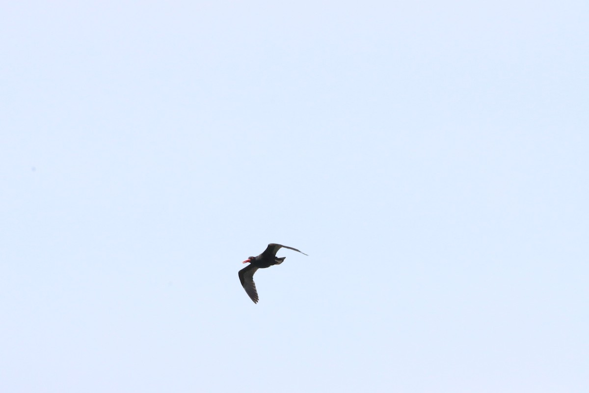 Black Oystercatcher - ML589599201