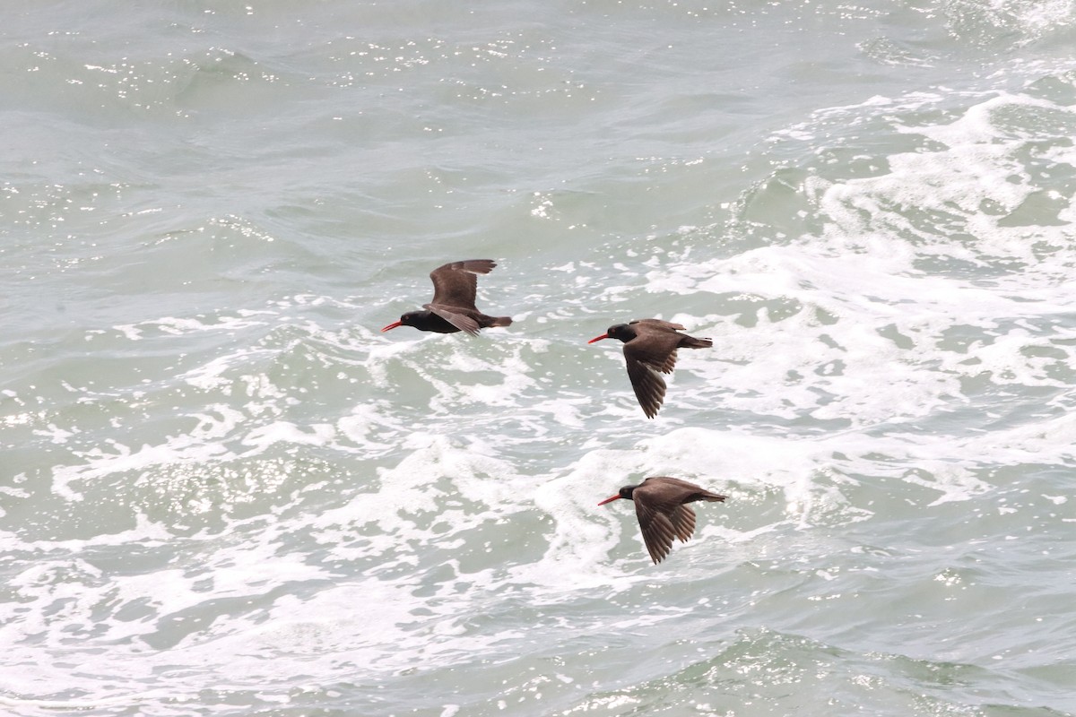 Black Oystercatcher - ML589599421