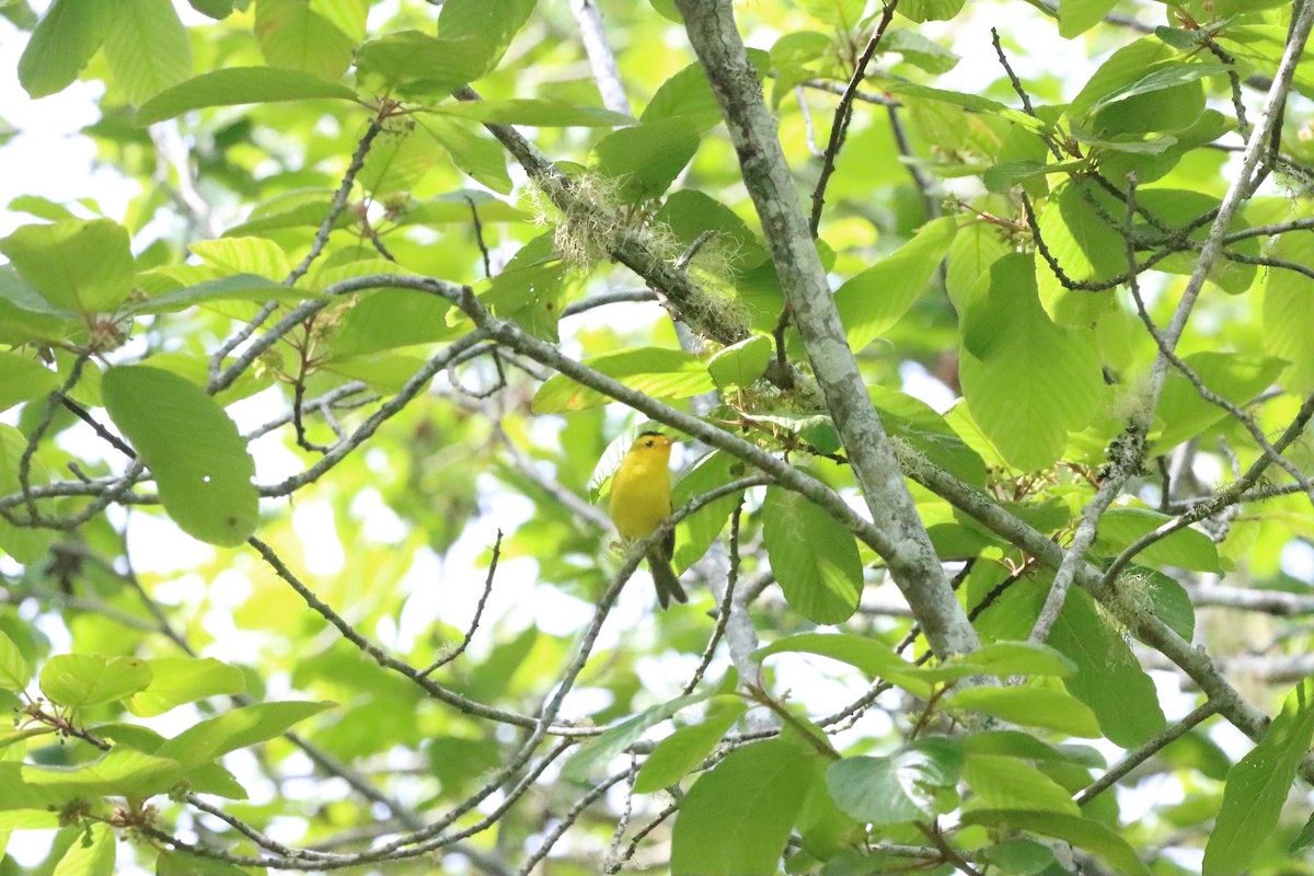 Wilson's Warbler - Noah Morales