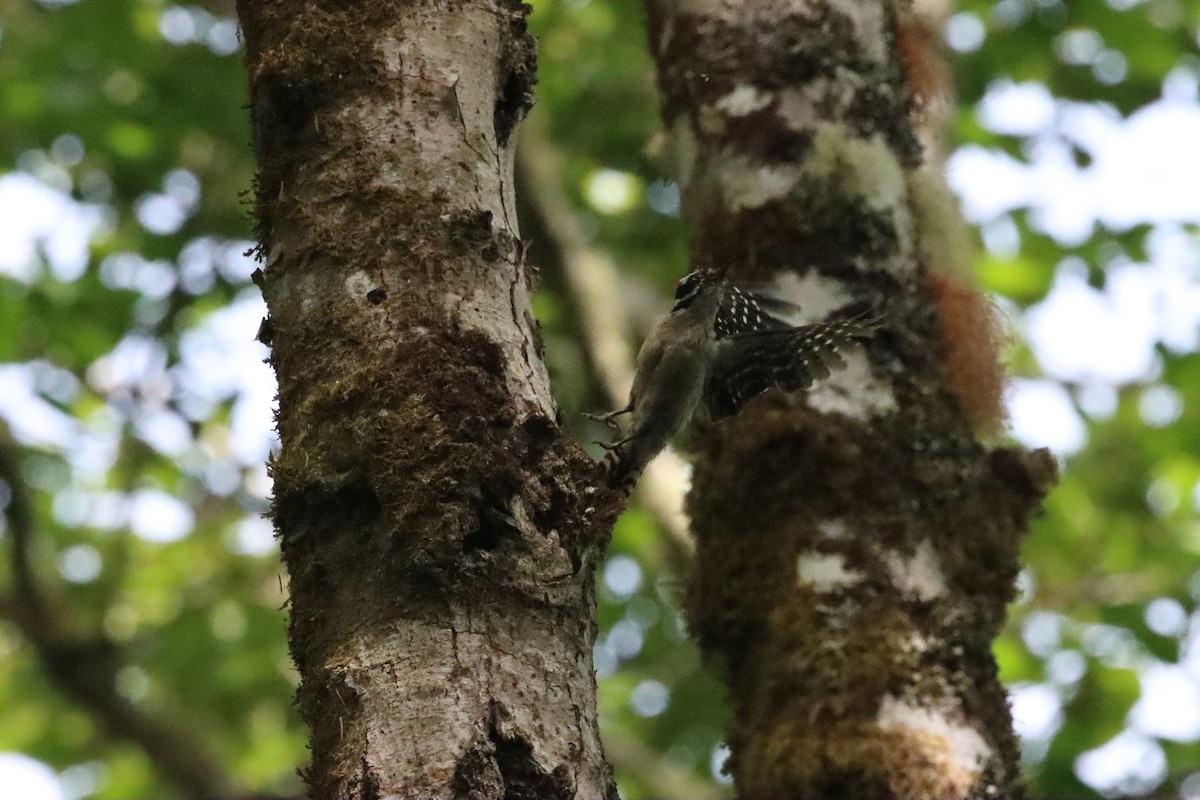 Downy Woodpecker - ML589599641