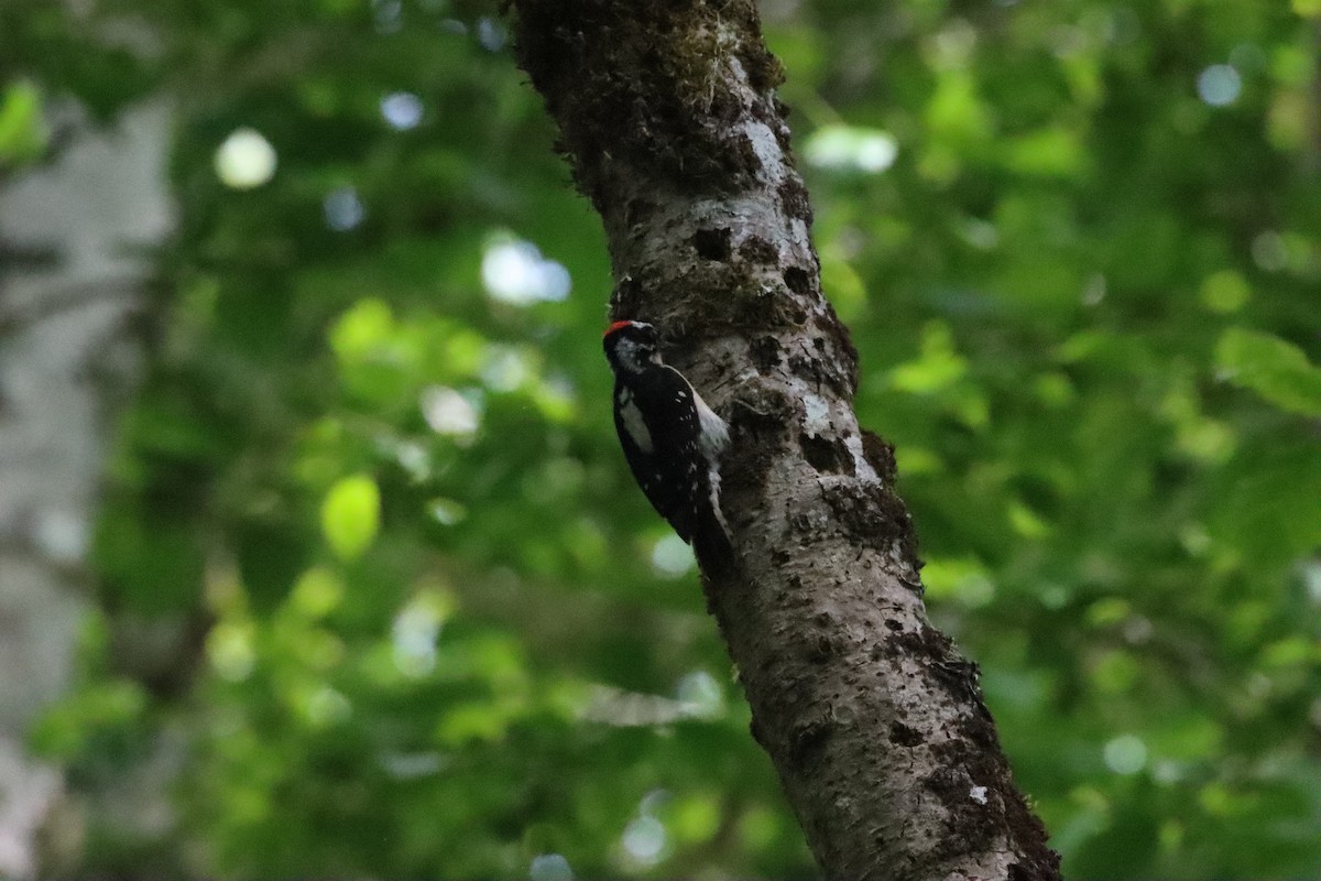 Downy Woodpecker - ML589599661