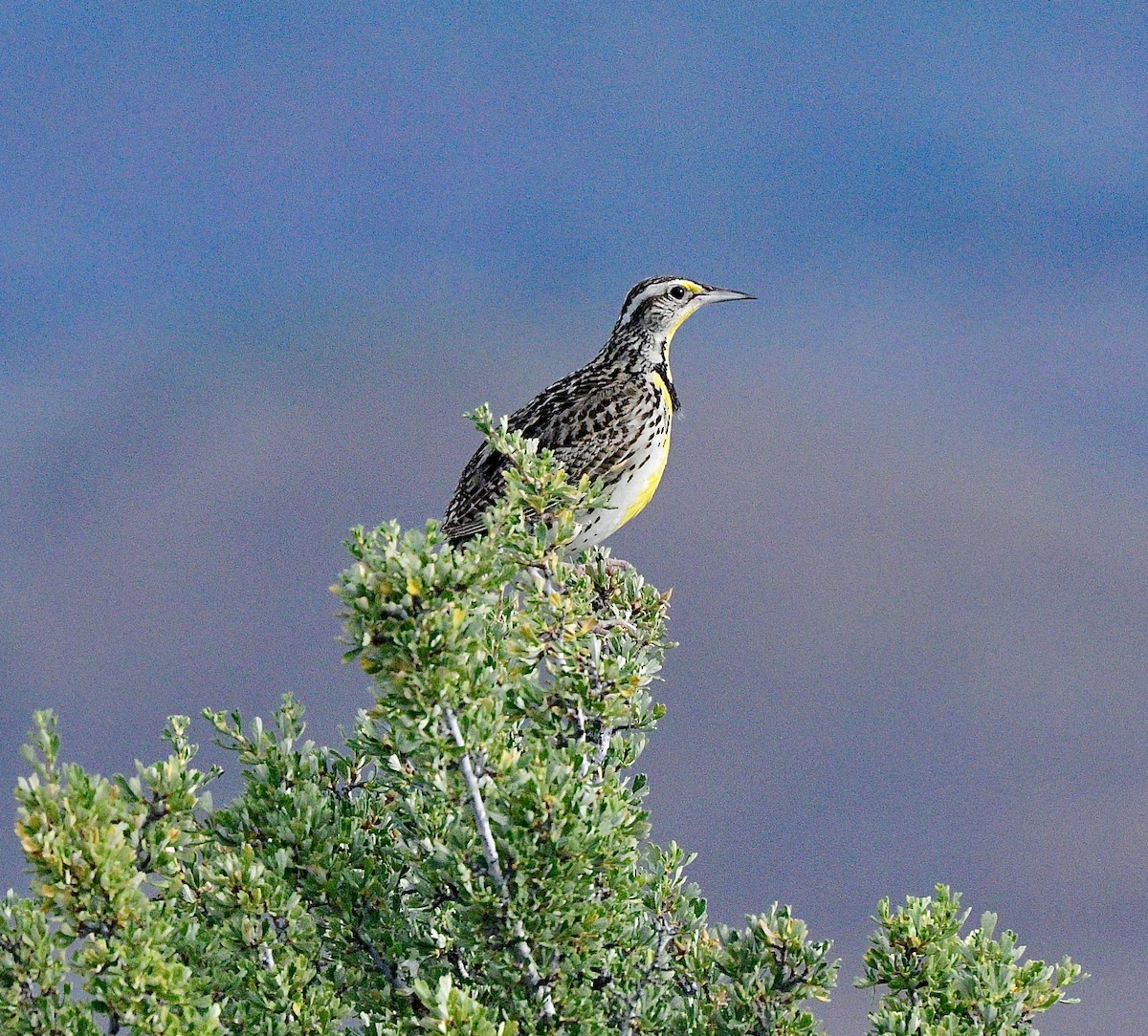 Western Meadowlark - Norman Eshoo