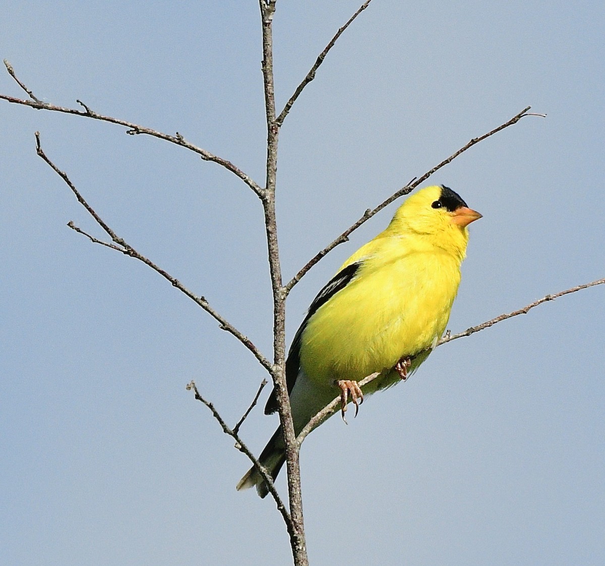 Chardonneret jaune - ML589601331