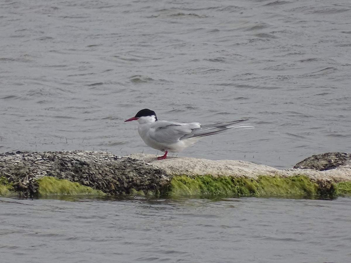 Arctic Tern - ML589602751