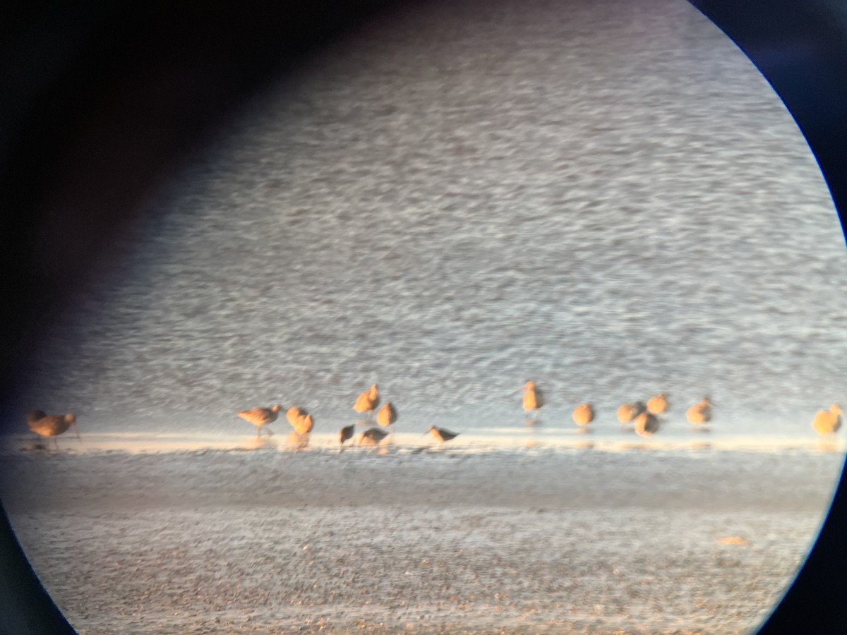 Short-billed Dowitcher - Roger Muskat