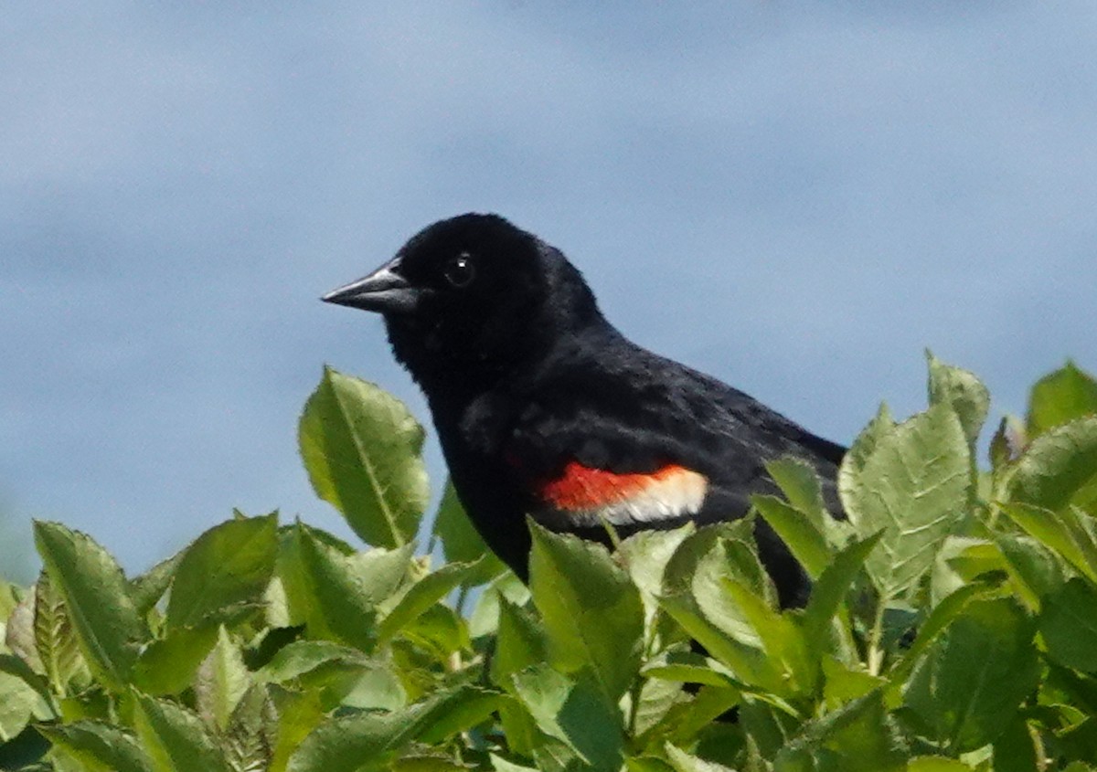 Red-winged Blackbird - ML589603051
