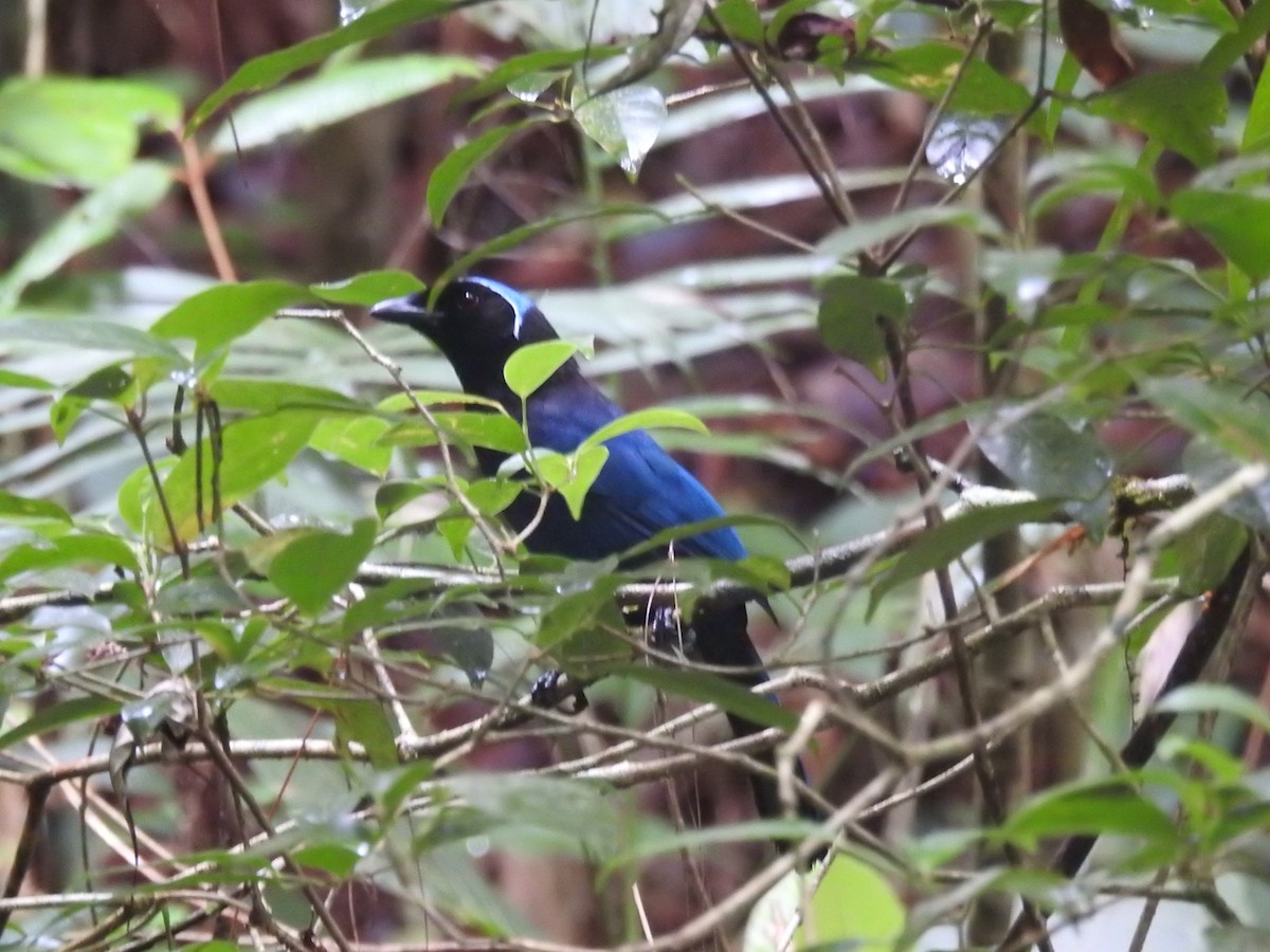 Azure-hooded Jay - ML589603281