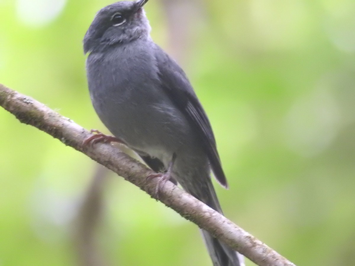 Slate-colored Solitaire - ML589603311