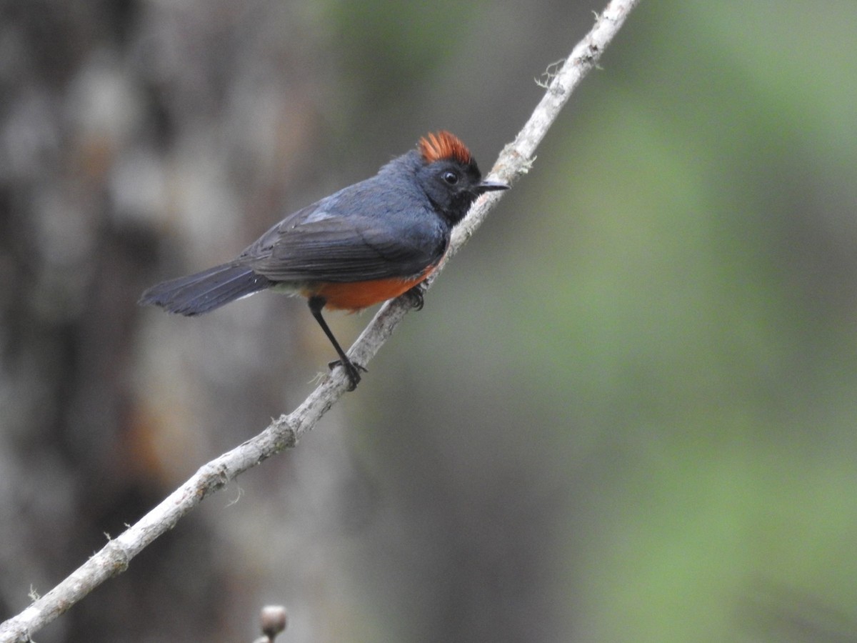 Slate-throated Redstart - Roberto Downing