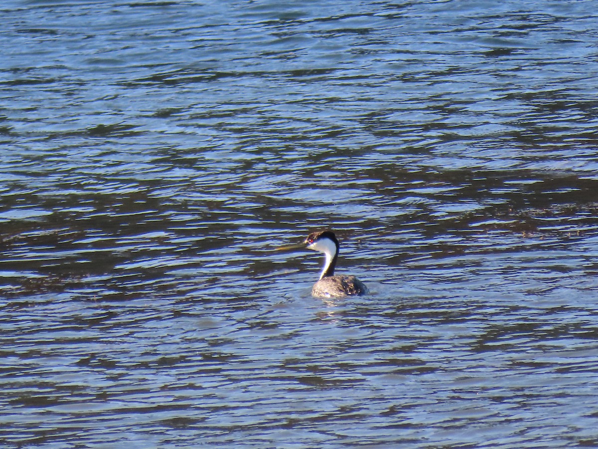 Western Grebe - ML589604051