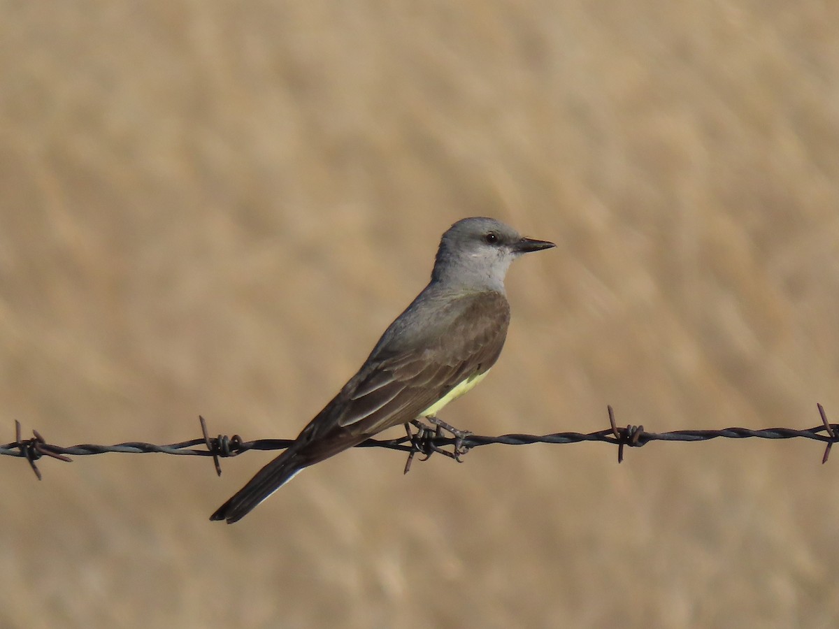 Western Kingbird - ML589604201