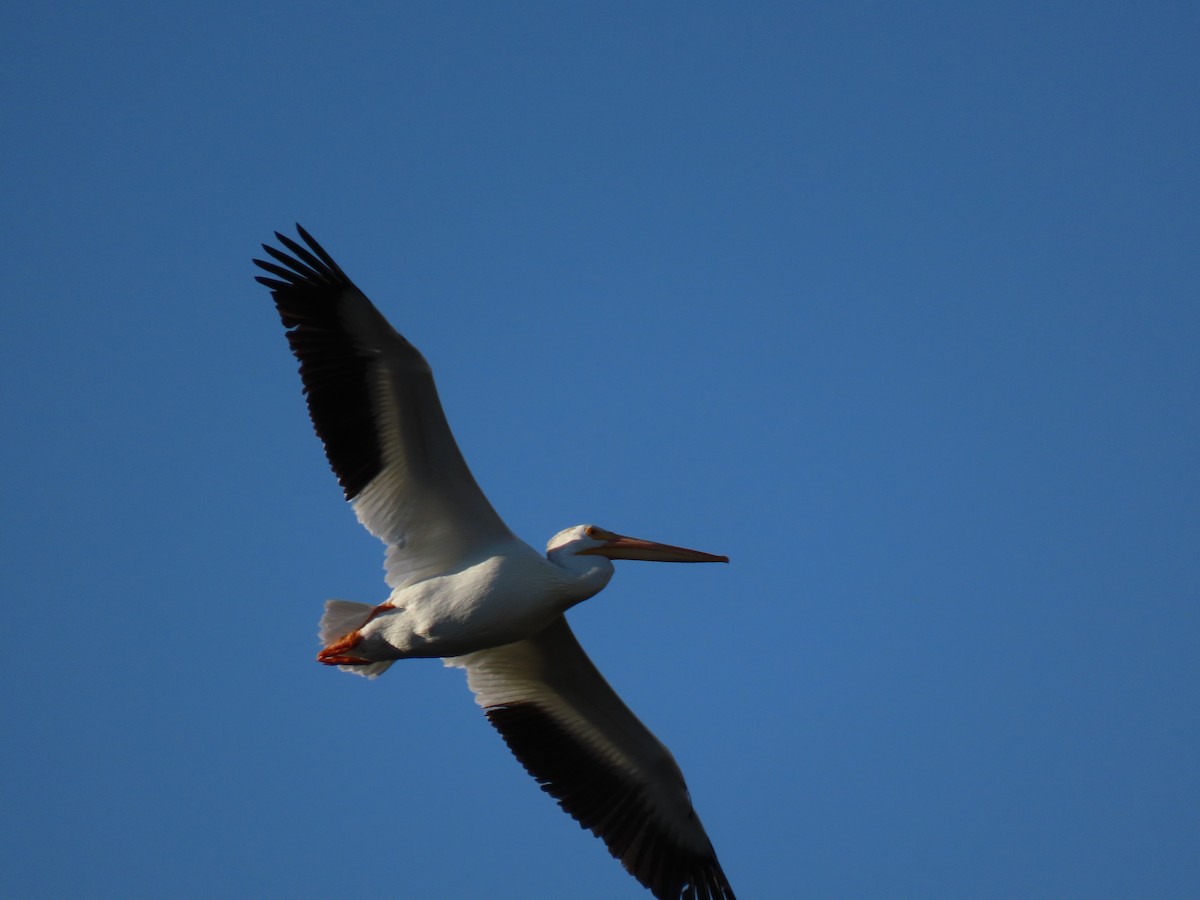 American White Pelican - ML589604441