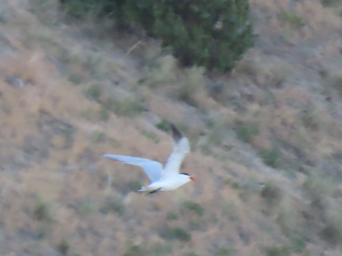 Caspian Tern - ML589604501