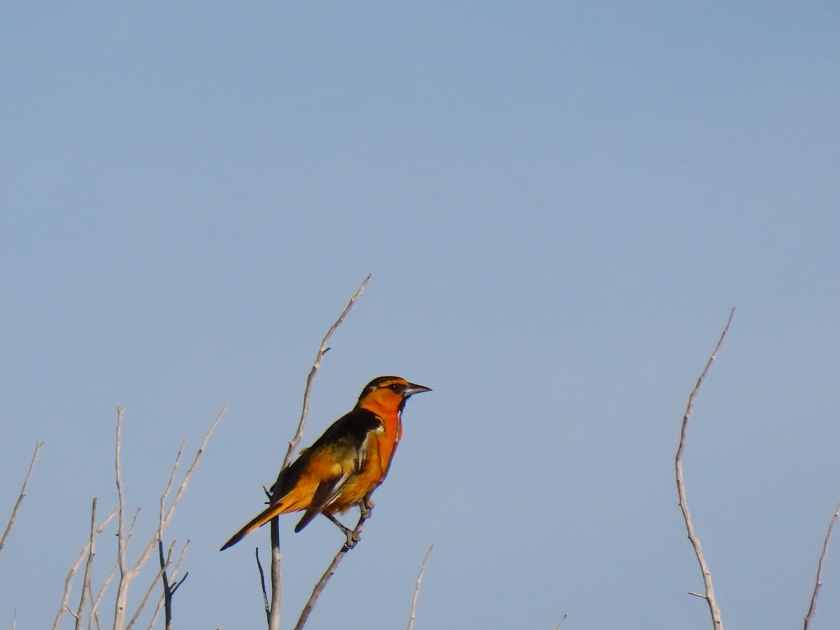 Bullock's Oriole - ML589604631