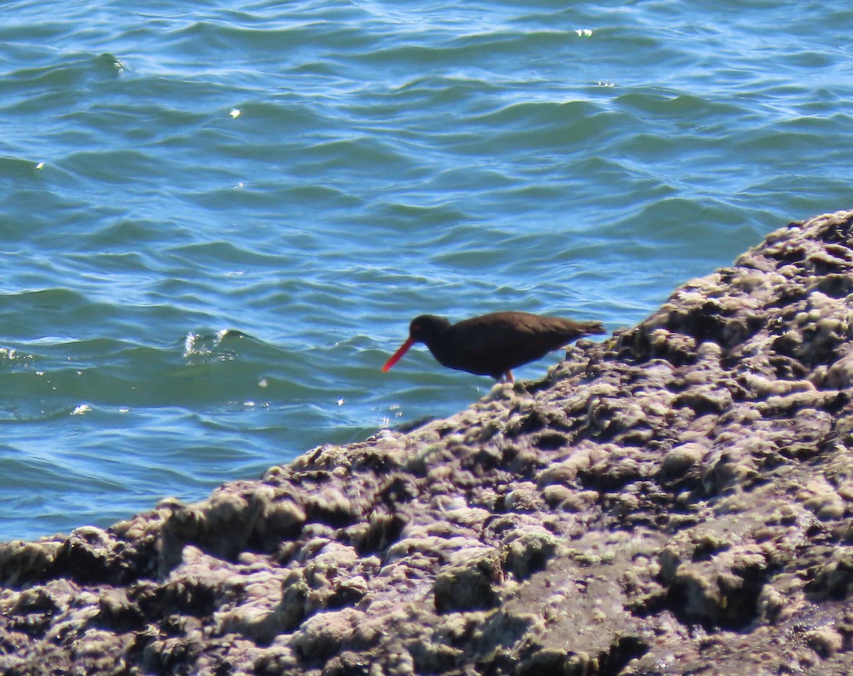 Black Oystercatcher - ML589605391