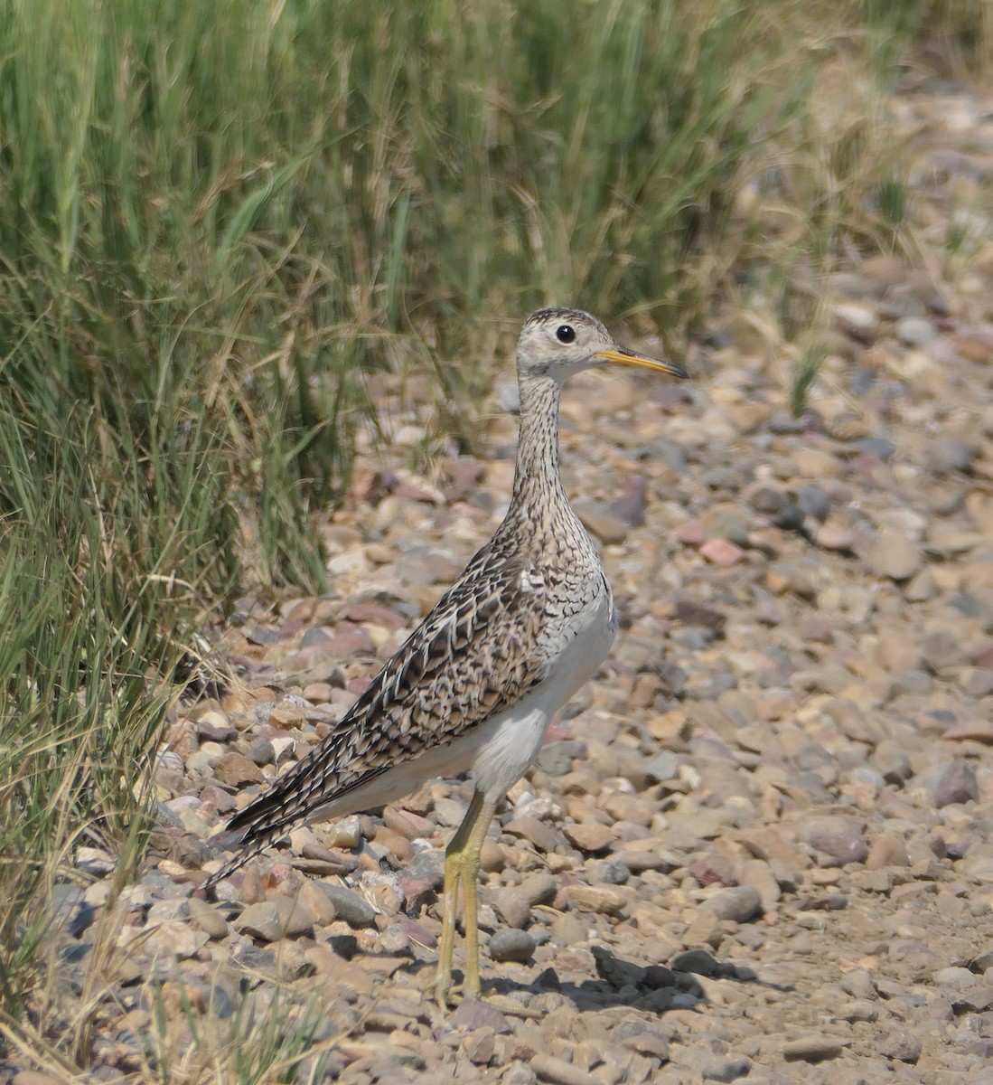 Upland Sandpiper - ML589605421