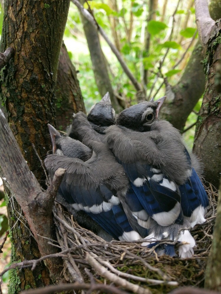 Blue Jay - Steven Hopp