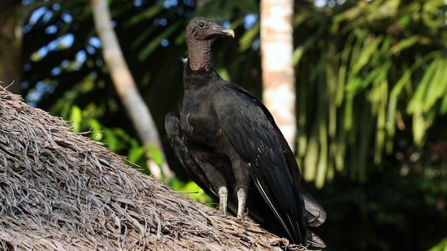 Black Vulture - ML589606051