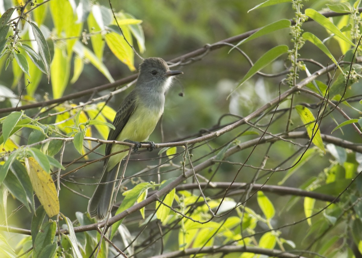 Panama Flycatcher - ML589607541