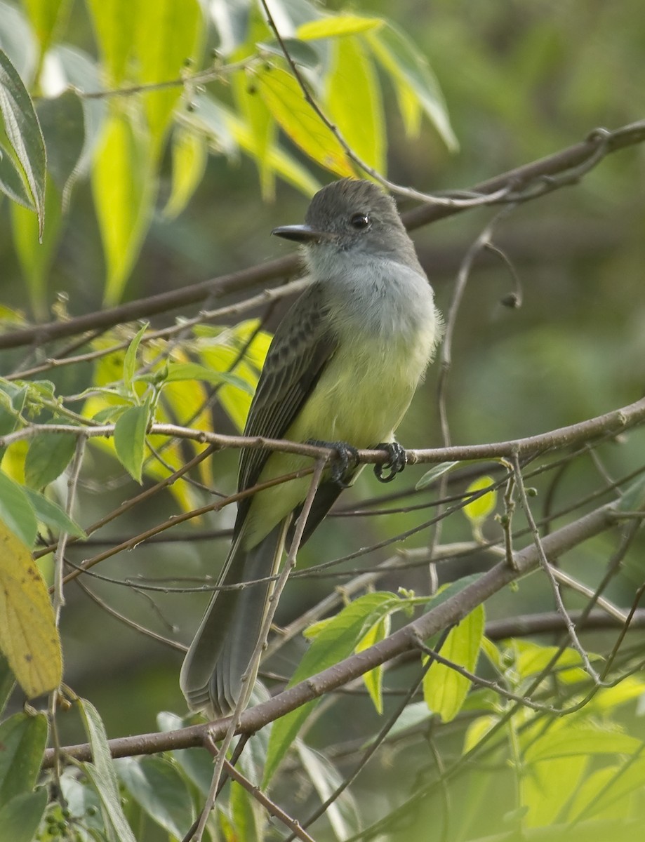 Panama Flycatcher - ML589607551