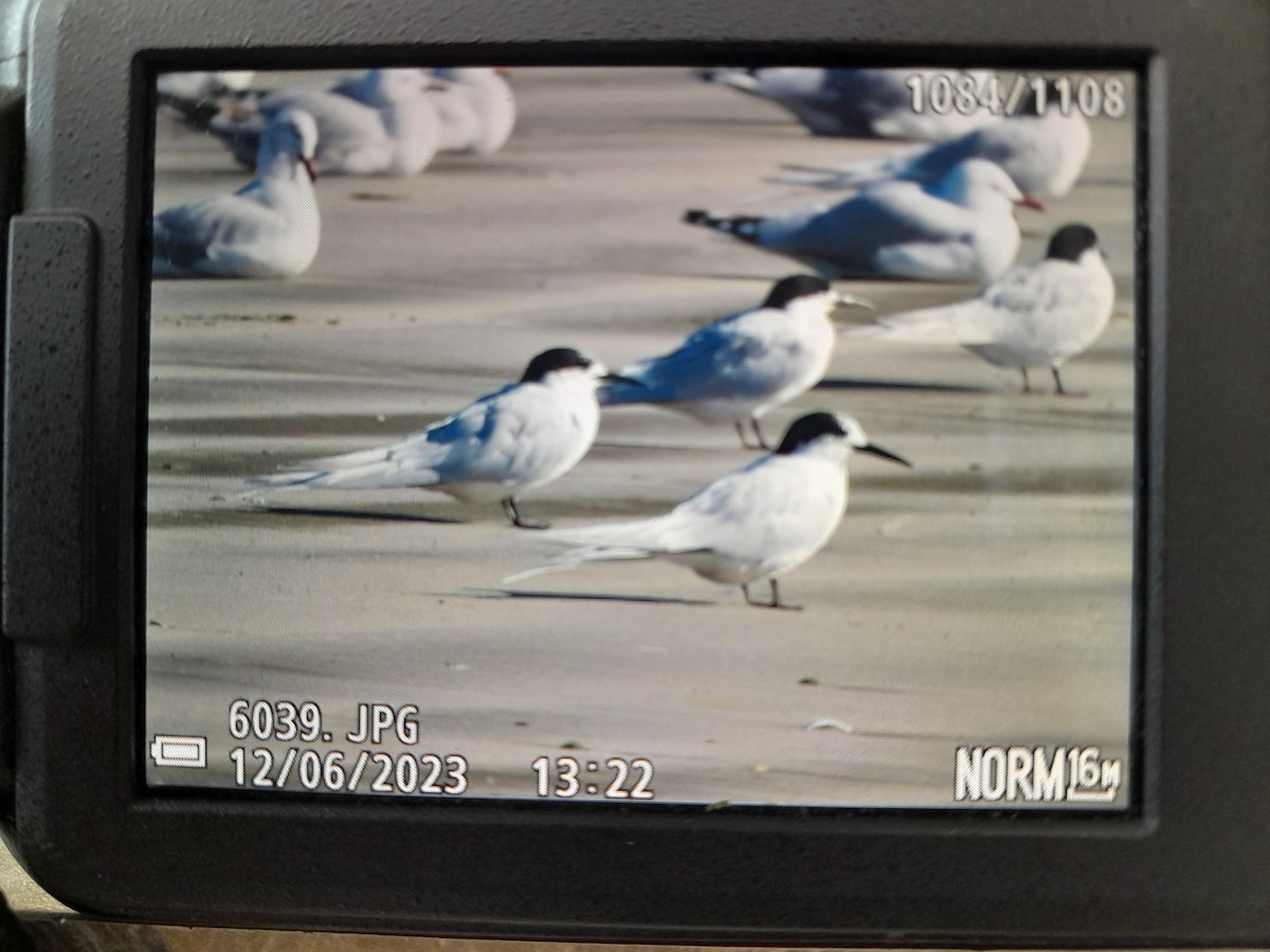 White-fronted Tern - ML589608951