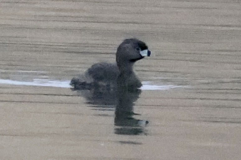 Pied-billed Grebe - ML589609281