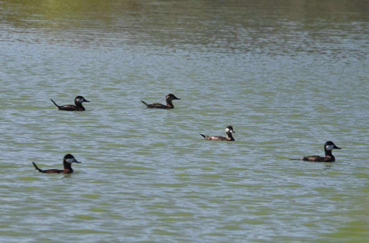 Ruddy Duck - ML589609881