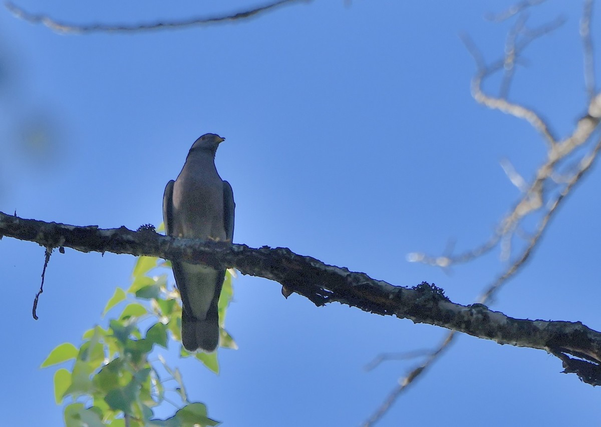 Band-tailed Pigeon - ML589609911