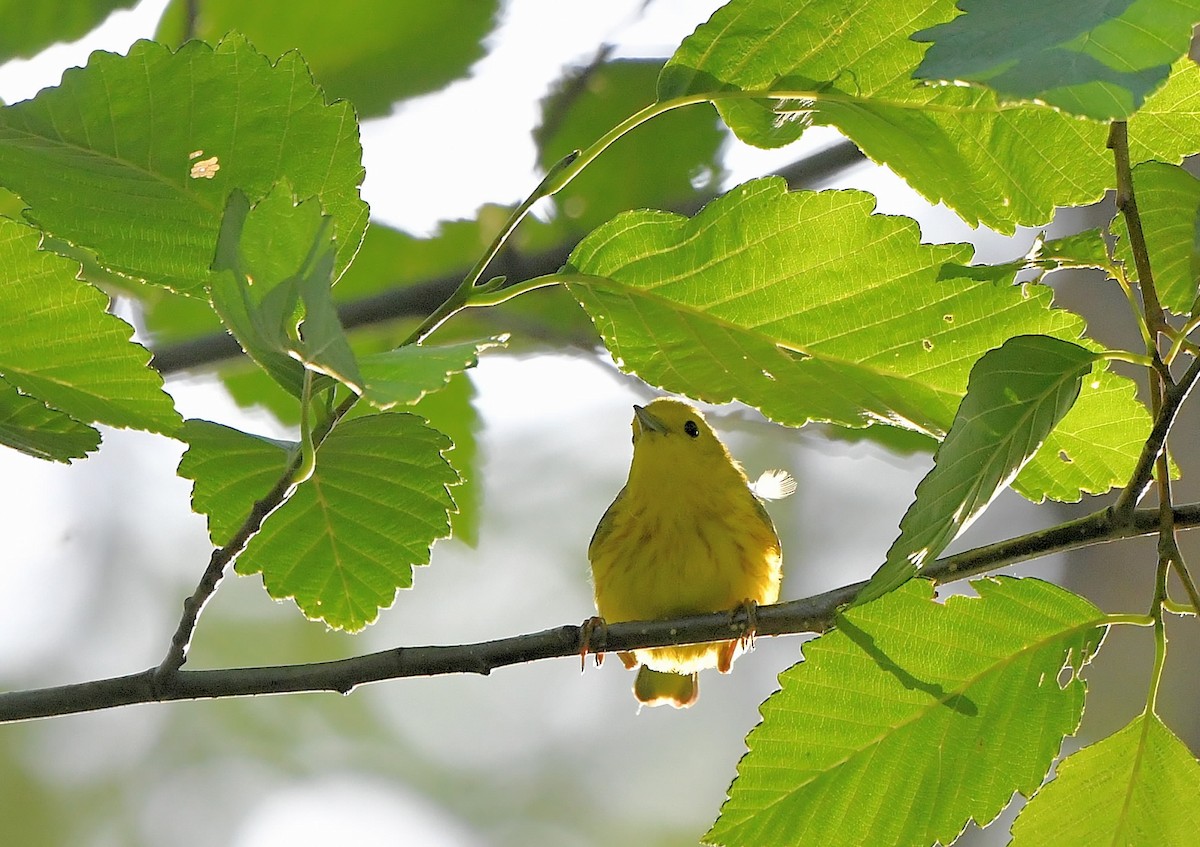Yellow Warbler (Northern) - ML589609981