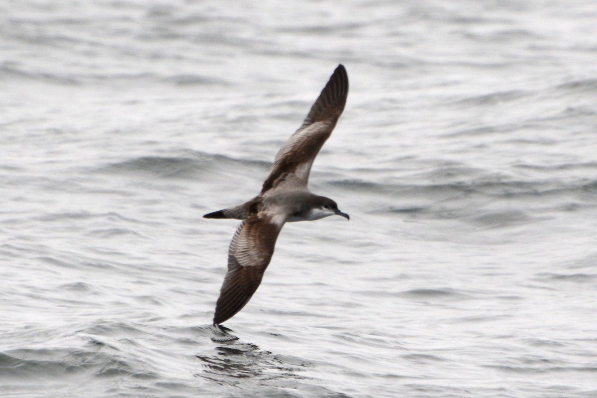 Buller's Shearwater - ML58961111