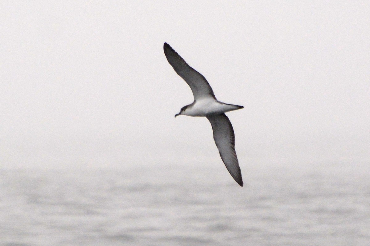 Buller's Shearwater - ML58961151