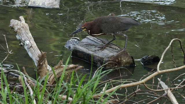 Rufescent Tiger-Heron - ML589611561