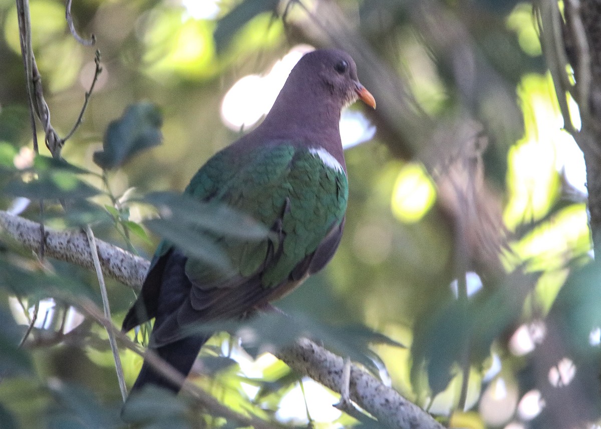 Pacific Emerald Dove - ML589612701