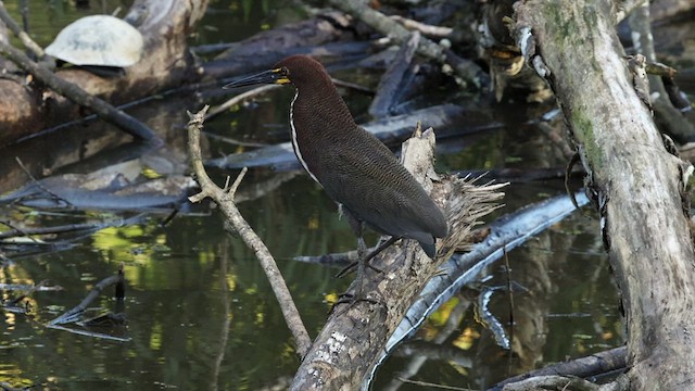 Rufescent Tiger-Heron - ML589614011