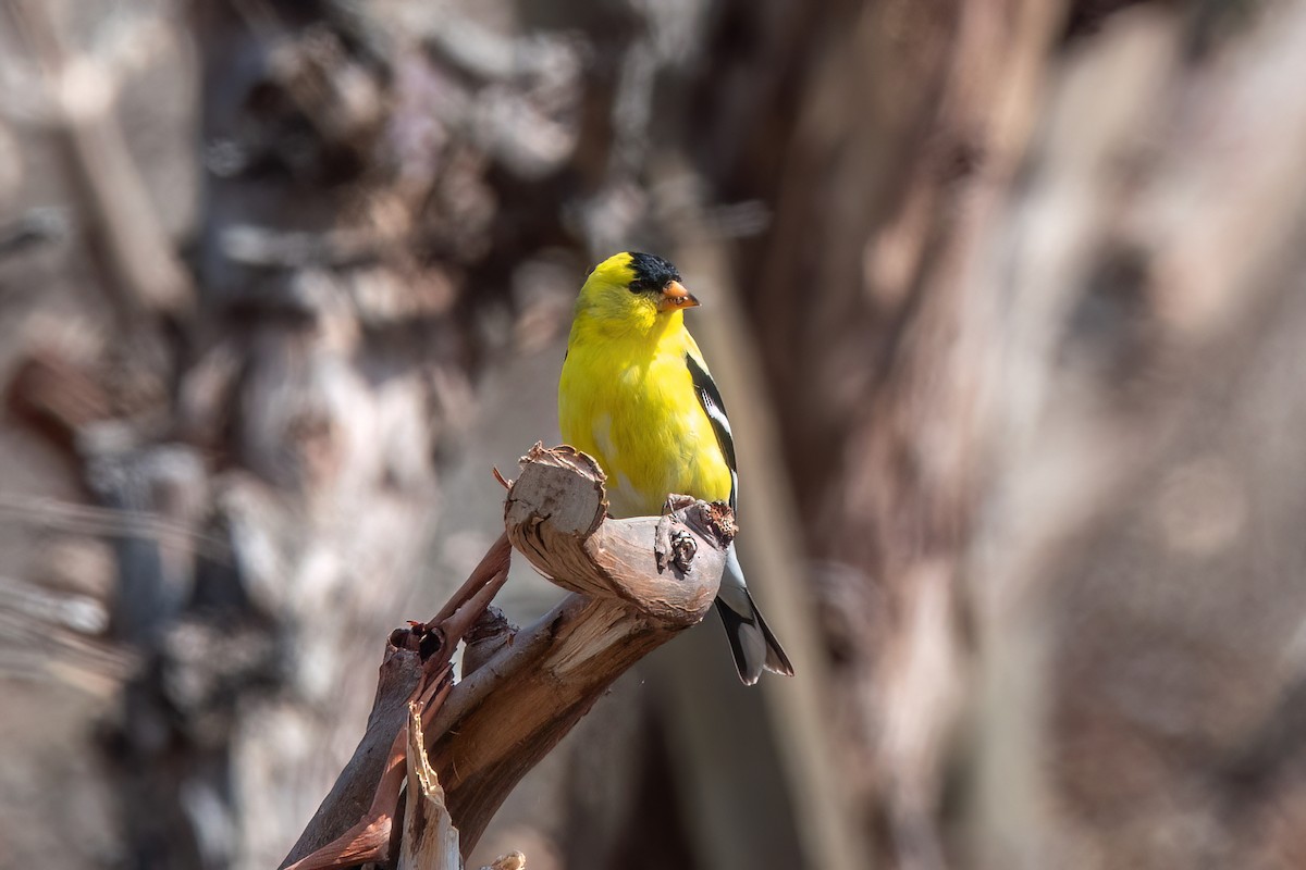 American Goldfinch - ML589614171