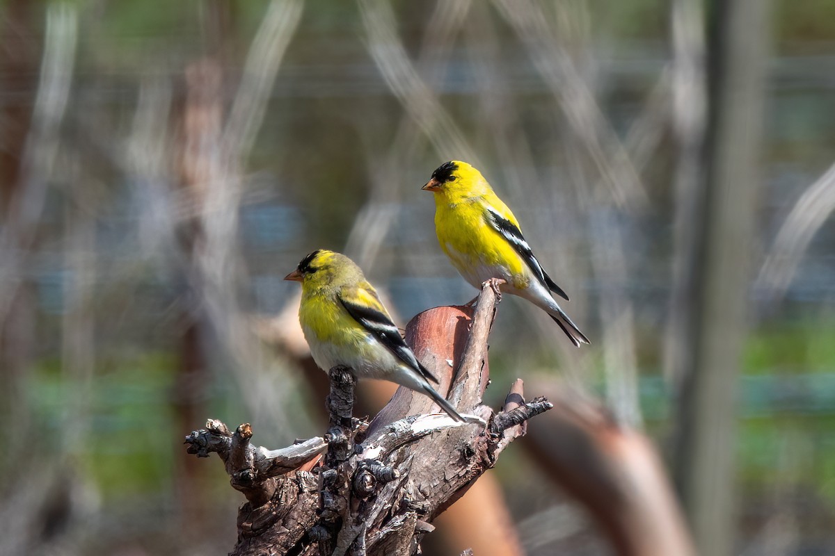 American Goldfinch - ML589614181