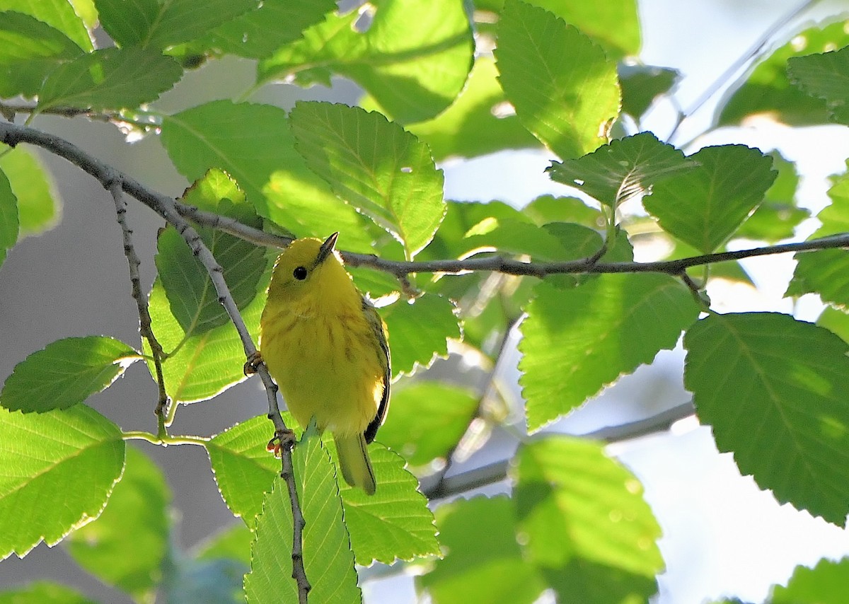 Yellow Warbler (Northern) - ML589614731