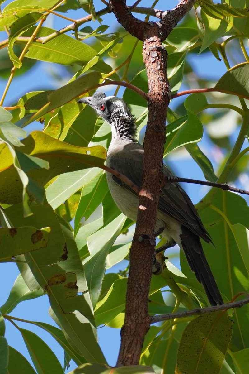 Silver-crowned Friarbird - ML589615561
