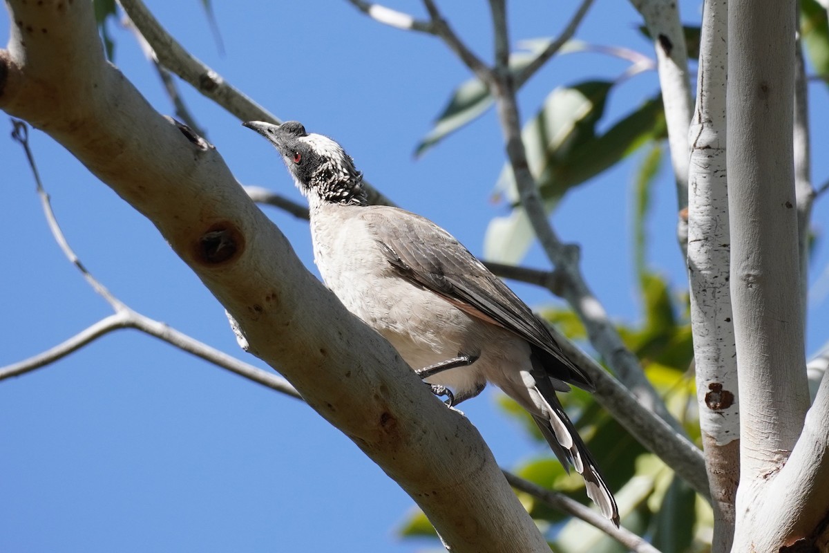 Silver-crowned Friarbird - ML589615571