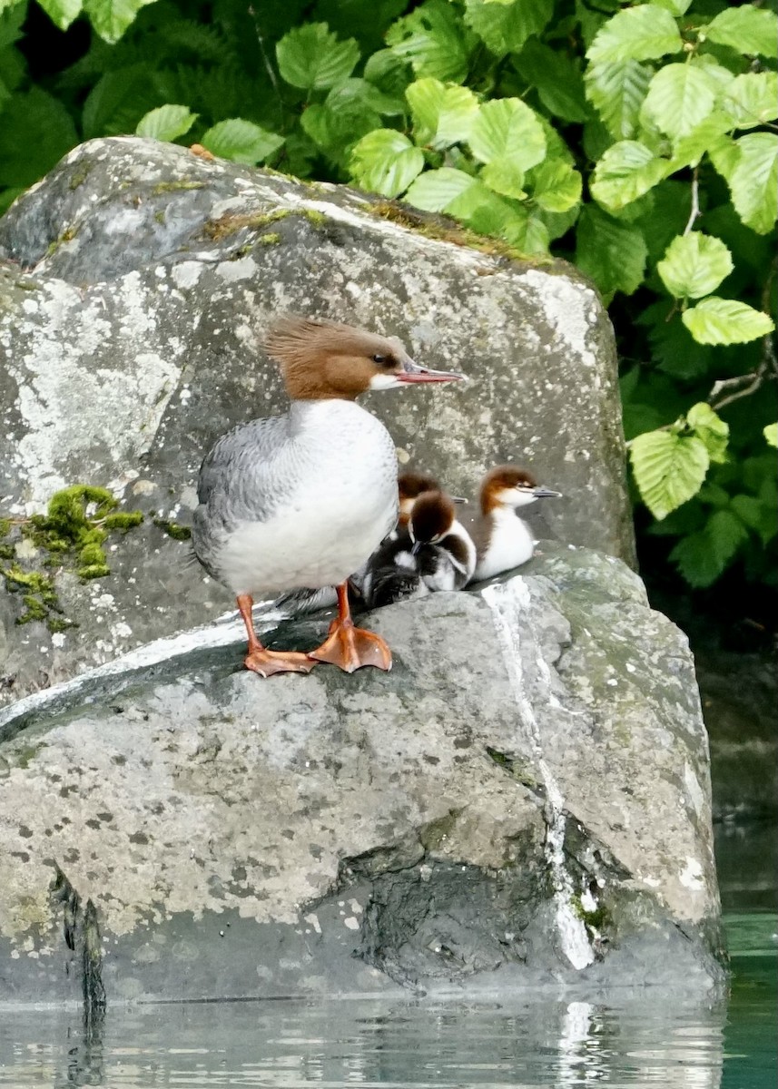 Red-breasted Merganser - ML589615841