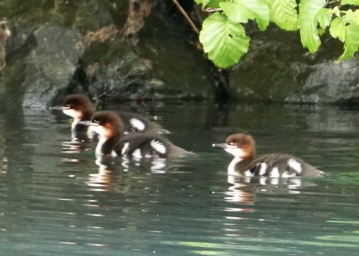 Red-breasted Merganser - ML589615851