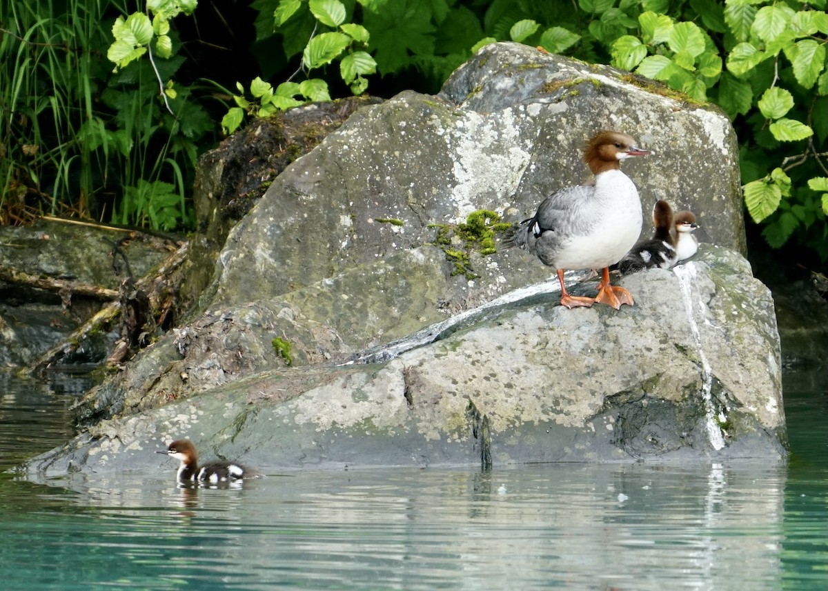 Red-breasted Merganser - ML589615861