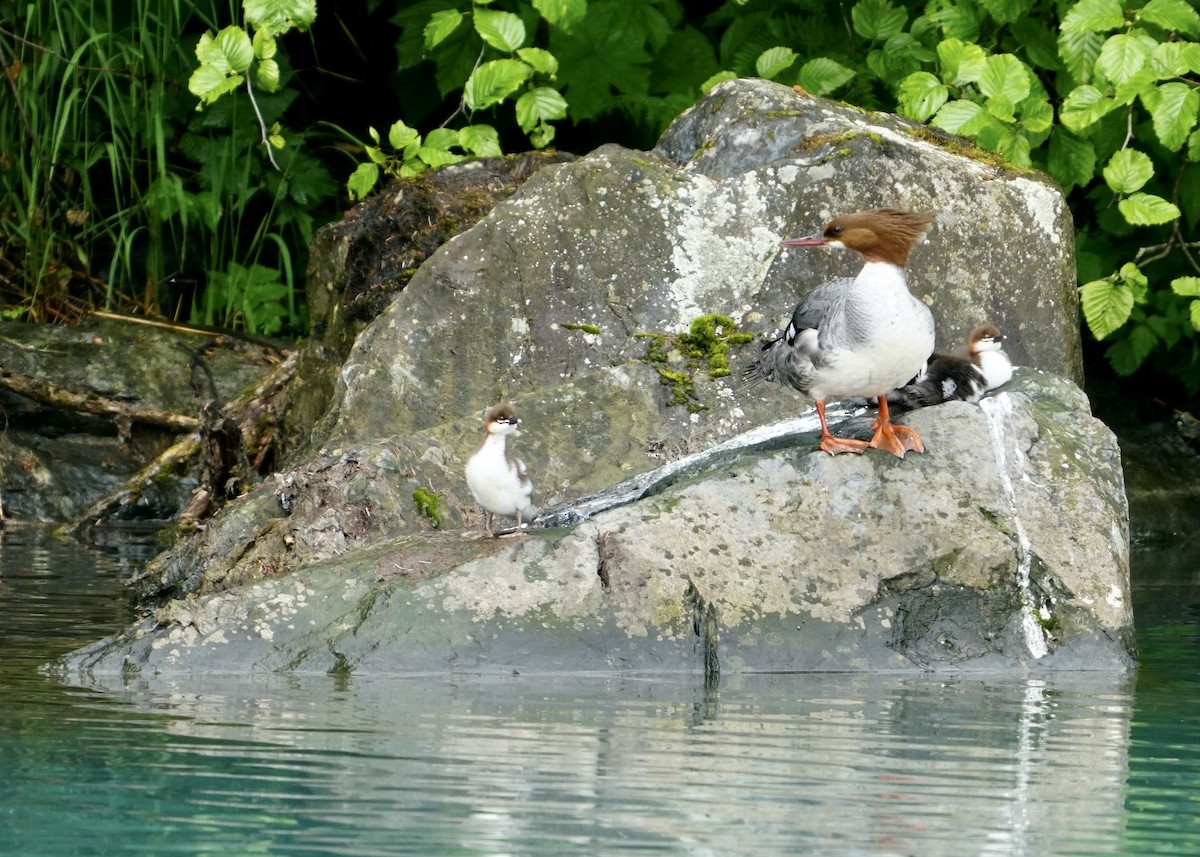 Red-breasted Merganser - Karen Carpenter