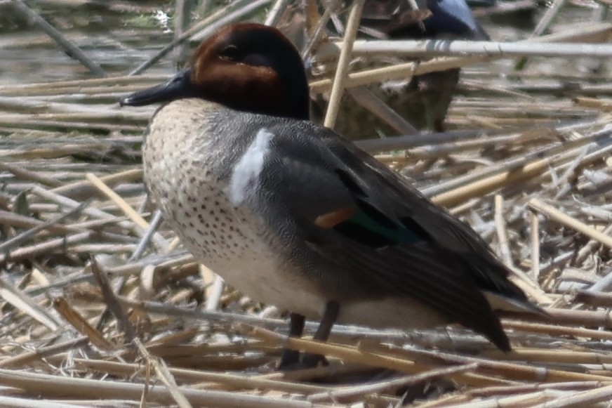 Green-winged Teal - ML589616681