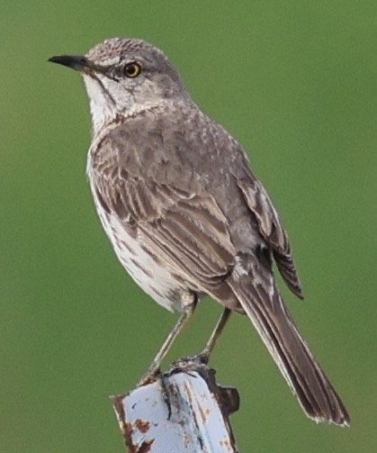 Sage Thrasher - ML589616851
