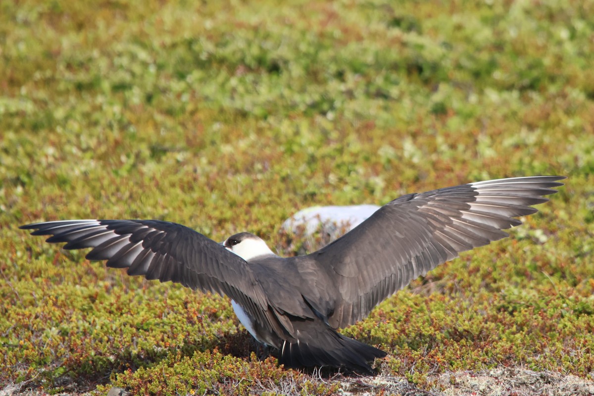 Parasitic Jaeger - Per Harald Pedersen