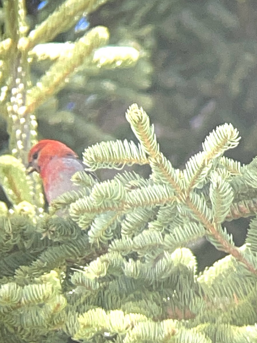 Pine Grosbeak - ML589618151