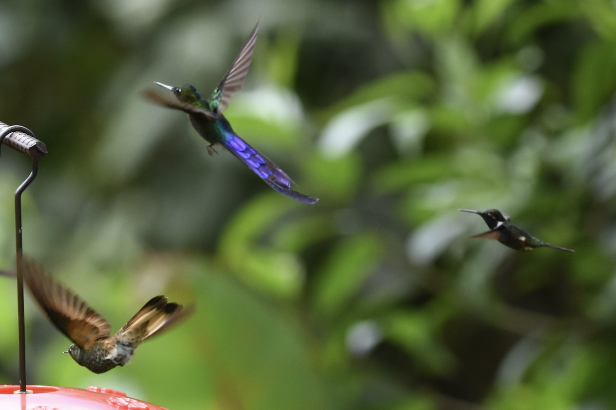 Violet-tailed Sylph - Kevin McGann