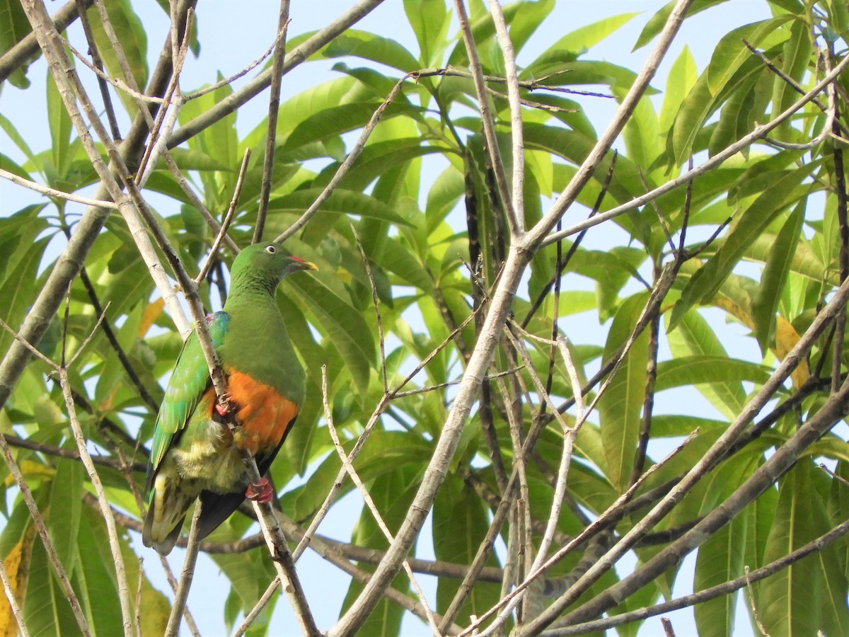 Orange-bellied Fruit-Dove - ML589618421